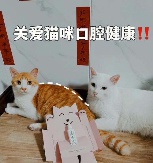 宠物的健康管理关键（猫咪的牙齿健康及防护知识）