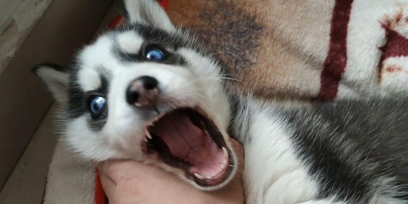 狗狗被打出尿，是善意的爱还是残忍的行为？（探究打狗狗对宠物健康的影响及如何正确教育宠物）