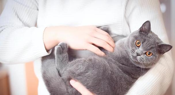 宠物猫咪翻肠子的原因及处理方法（为什么猫咪会翻肠子？如何预防和处理？）