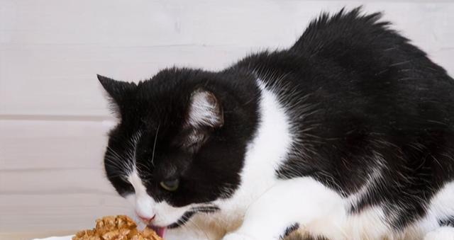 刚生完小猫的母猫吃什么？（宠物猫产后饮食必须注意！）