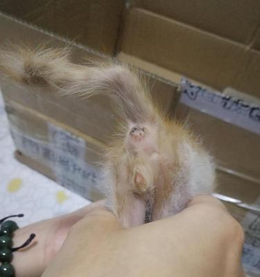 小猫不拉屎，该怎么办？