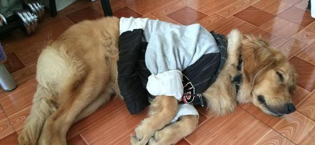 狗狗呕吐胆汁图片大揭秘！（为什么狗狗会呕吐胆汁？如何有效预防和处理？）
