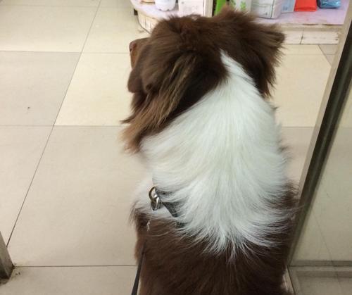 狗狗咳嗽时吐出白色粘液，是什么原因？（宠物犬的常见健康问题及处理方法）