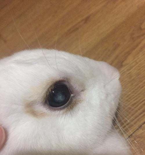 狗狗眼珠肿胀和变白，你需要知道的一切（如何判断狗狗是不是失明？如何预防狗狗眼部疾病？）