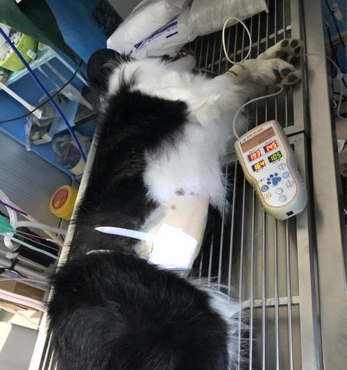 狗狗绝育的利与弊（以宠物为主，了解狗狗绝育的好处和坏处）