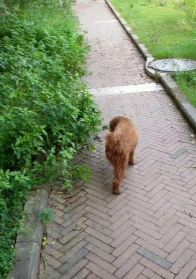 深圳龙华卖狗地方失踪事件（以宠物为主的市场，龙华狗狗失踪事件引发热议）