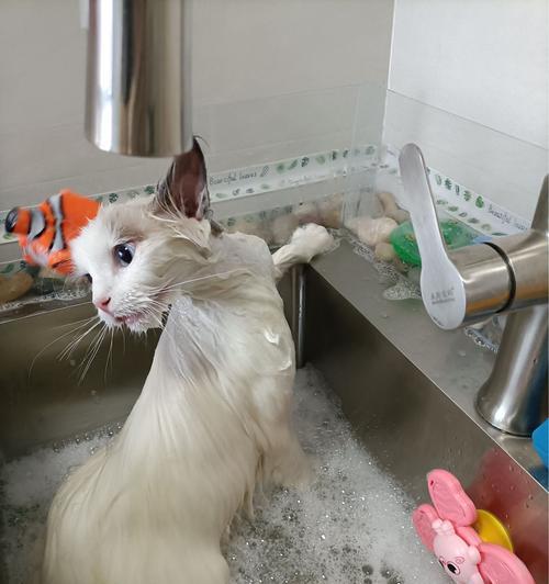 宠物猫咪的洗澡秘密（了解猫咪洗澡的最佳时间和方法）