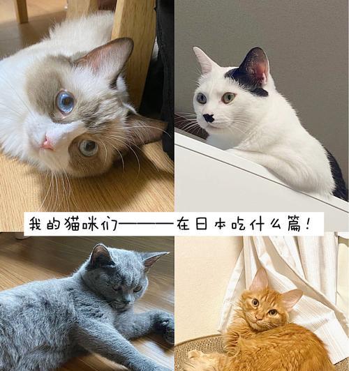 如何让你的宠物猫重拾食欲（猫咪不想吃东西怎么办？）
