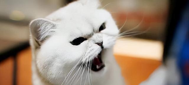 猫咪打架的凄惨之声（探讨猫咪打架的原因与应对方法，以宠物为主）