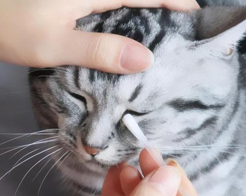 猫咪的鼻子干了，但是它依然精神抖擞！（揭秘猫咪鼻子干燥的原因与应对方法）