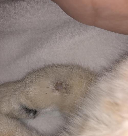 如何预防猫咪耳朵尖结痂化脓（宠物养护知识）