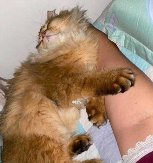 猫咪为什么老是磨牙？（探究猫咪磨牙期和磨牙行为的原因。）