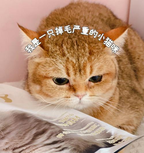 为什么猫咪会弄掉猫粮？（掉毛和食欲不振是原因？）