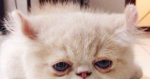 猫咪皮肤为什么会变黄？（探究猫皮肤发黄的原因和对策）