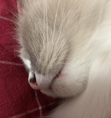 猫咪屁眼火气导致猫头上长火气痘？（探讨宠物猫咪火气问题以及可能导致的健康问题）