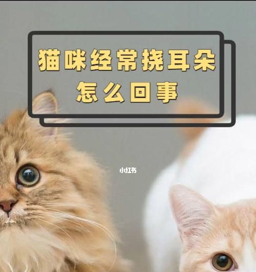 猫咪轻轻挠你的含义详解（揭秘猫咪与主人之间的特殊交流方式）