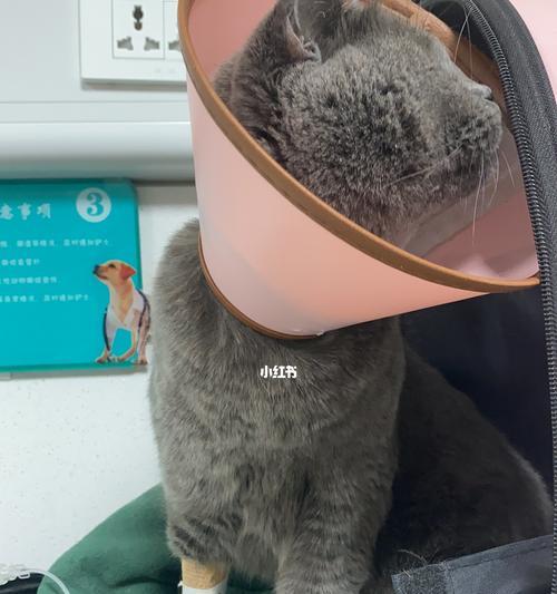 猫咪肾衰竭的治疗方法（点滴和药物治疗是最有效的治疗方式）