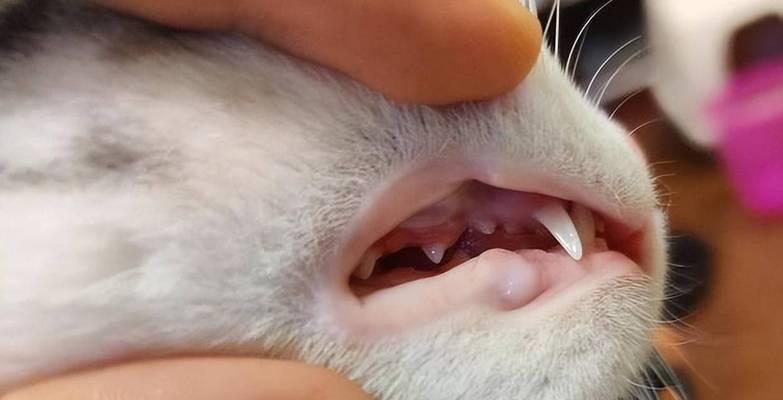 宠物猫咪排虫攻略（从长条虫子到预防措施，）