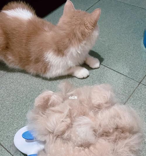 猫咪夏季剃毛，掉毛正常吗？（以宠物为主，让您的猫咪凉爽过夏）
