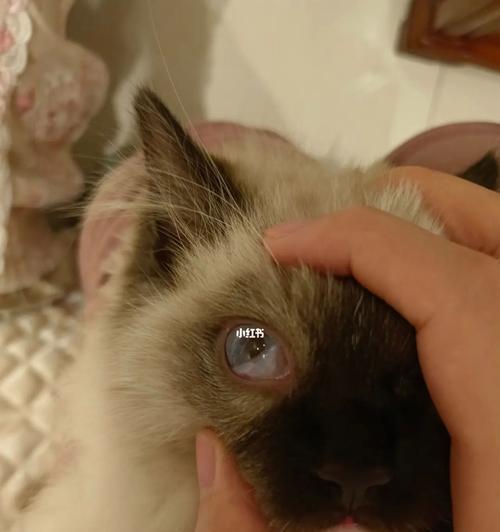 宠物猫咪常见问题解决