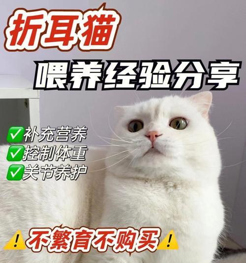 如何科学地喂养猫咪（每日喂食量和最佳喂食方式）