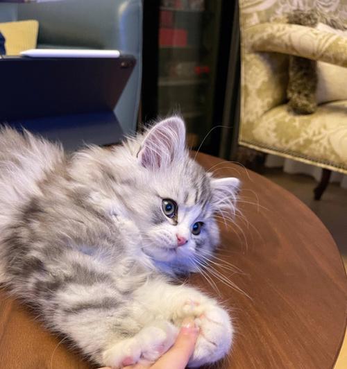 猫咪一直踩奶的奥秘剖析（揭开猫咪踩奶的神秘面纱，解读你家猫咪的行为意义）