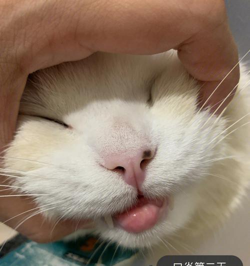 猫咪口腔炎——宠物主人必须知道的一件事（了解口腔炎症状，给猫咪关爱更多）