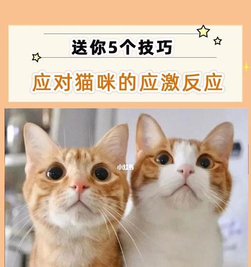 探究猫咪张口吐舌现象的原因（揭秘猫咪张口呼吸的奥秘，让你对你的宠物了解更多）