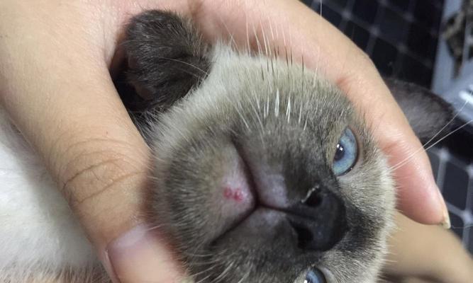 小猫打完疫苗后出现低烧，如何照顾？（以宠物为主，教你应对小猫低烧情况，提高养宠技能）