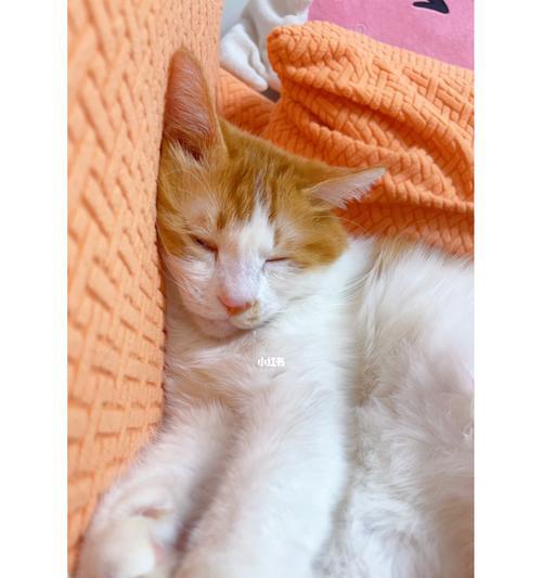 一只可爱的罗小猫猫子生前的故事（一段宠物与主人深情的回忆，珍爱那些陪伴我们的小生命）