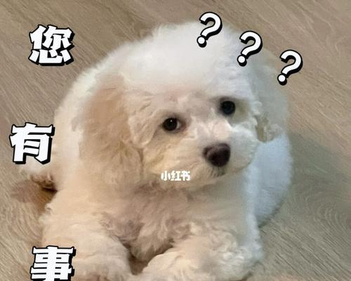 小比熊为什么不喜欢吃泡水的狗粮？（探究小比熊挑食的原因以及饲养建议）