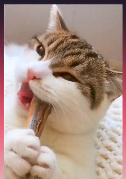 小猫的喂养秘籍（如何做一个负责任的猫妈妈）