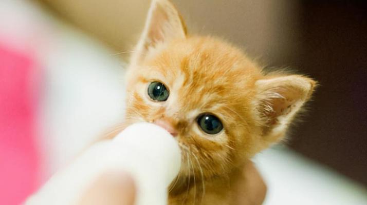 从五周的小猫到一个月的小猫，宠物成长记录（宠物主人必读，关于小猫生长的一切！）
