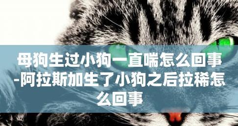 小狗喘气的原因及治疗方法（揭开小狗气喘背后的秘密，让你的宠物健康快乐）