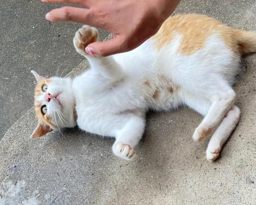 小猫为什么喜欢蹭人？（探究宠物小猫的行为习惯，了解它们与人类的亲密关系。）