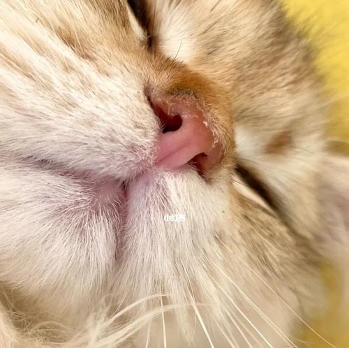 小猫鼻子干裂该怎么处理？（宠物护理必知，教你解决小猫鼻子干的问题）