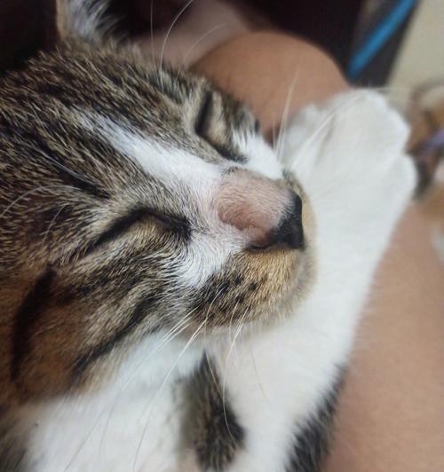 小猫鼻子湿秃，怎么办？（探究小猫鼻子秃了一小块的原因及治疗方法）