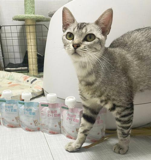 小猫湿粮和干粮哪个更适合？（探究小猫食粮选择的利弊）
