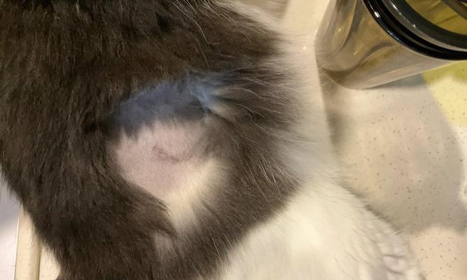 小猫绝育后的注意事项（最佳年龄、症状及护理方法）