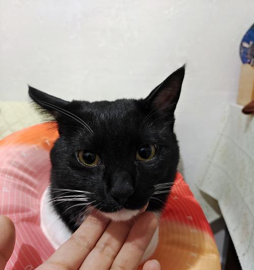 小猫老叫，如何解决？（宠物晚上叫闹怎么办？）