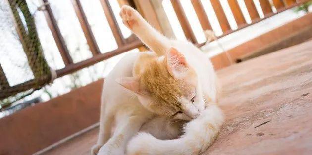 猫咪为什么喜欢在床上尿？（探究猫咪尿床的原因与解决方法）