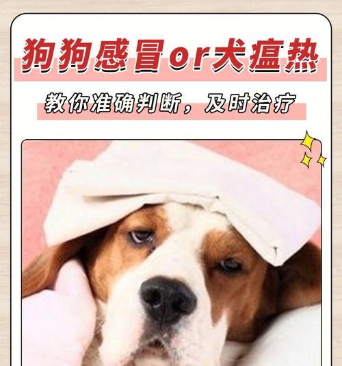 成年狗狗多长时间做一次驱虫？（驱虫周期、驱虫方法及注意事项）