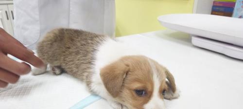 如何照顾暹罗跟布偶生的小猫（细节决定成败，让宠物健康快乐）