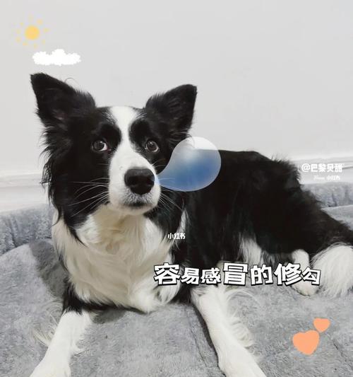 狗狗鼻子总是干的原因及应对方法（关于狗狗鼻子干燥的疑问解答与保湿方法）
