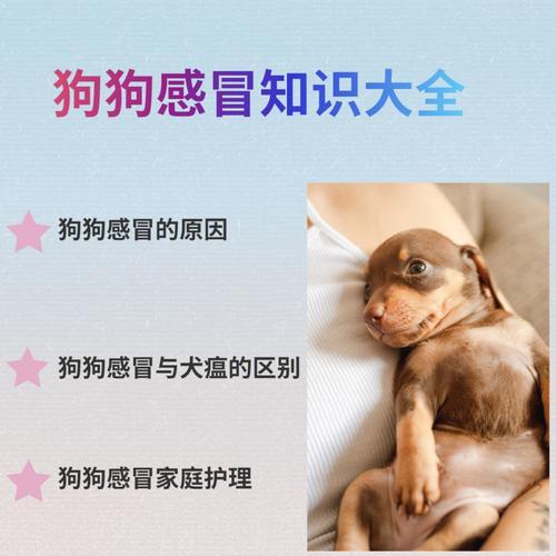 宠物狗呕吐怎么办？（无形之痛——以狗狗呕吐为例）