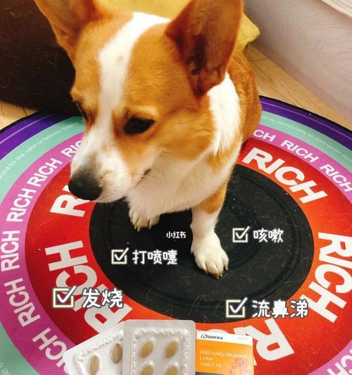 忘记狗狗打疫苗怎么办？（宠物的健康从我做起）