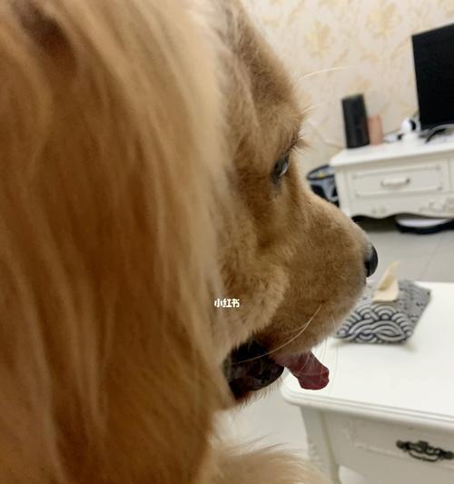 揭秘狗狗身体状况的“舌头语言”（如何通过狗狗的舌头观察身体健康？）