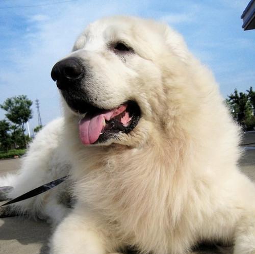 训练大白熊幼犬定点上厕所的技巧（从宠物主人到宠物健康的必备知识）
