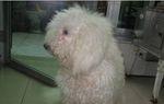训练可蒙犬改掉咬人习惯（让你的宠物变得友好和温顺）