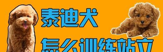 训练泰迪犬的奖惩制度制定（以宠物为主，建立奖惩制度）